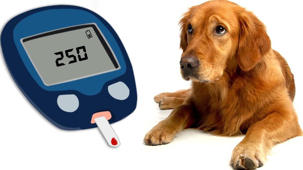 Diabetes in Pets