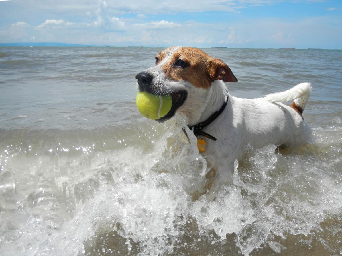 Top 10 tips for taking your dog to the beach